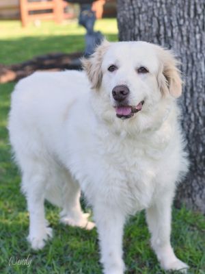 Wendy Peffercorn HTX, Adult Female Great Pyrenees