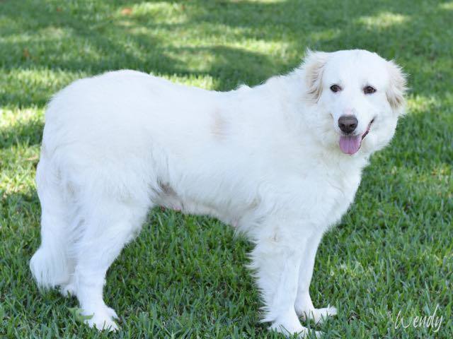 Wendy Peffercorn HTX