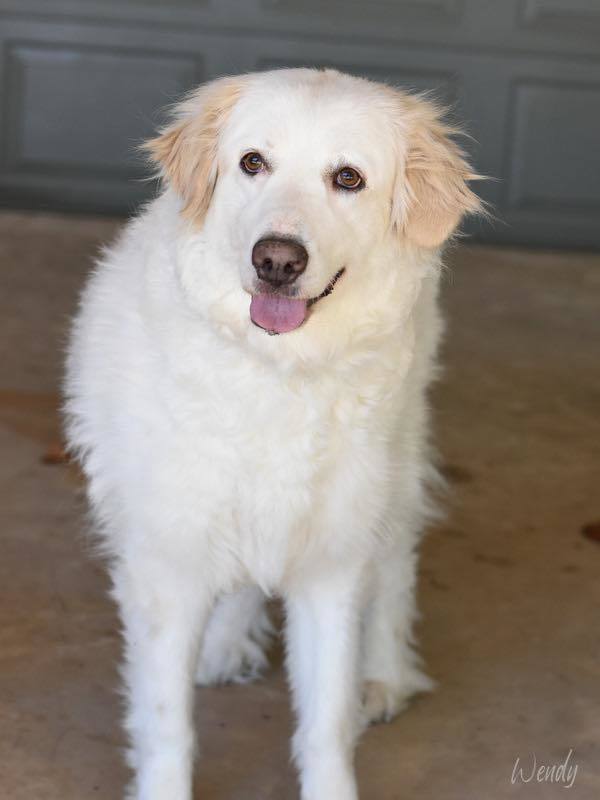 Wendy Peffercorn HTX