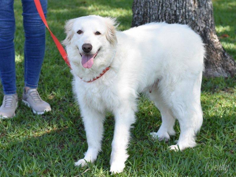 Wendy Peffercorn HTX