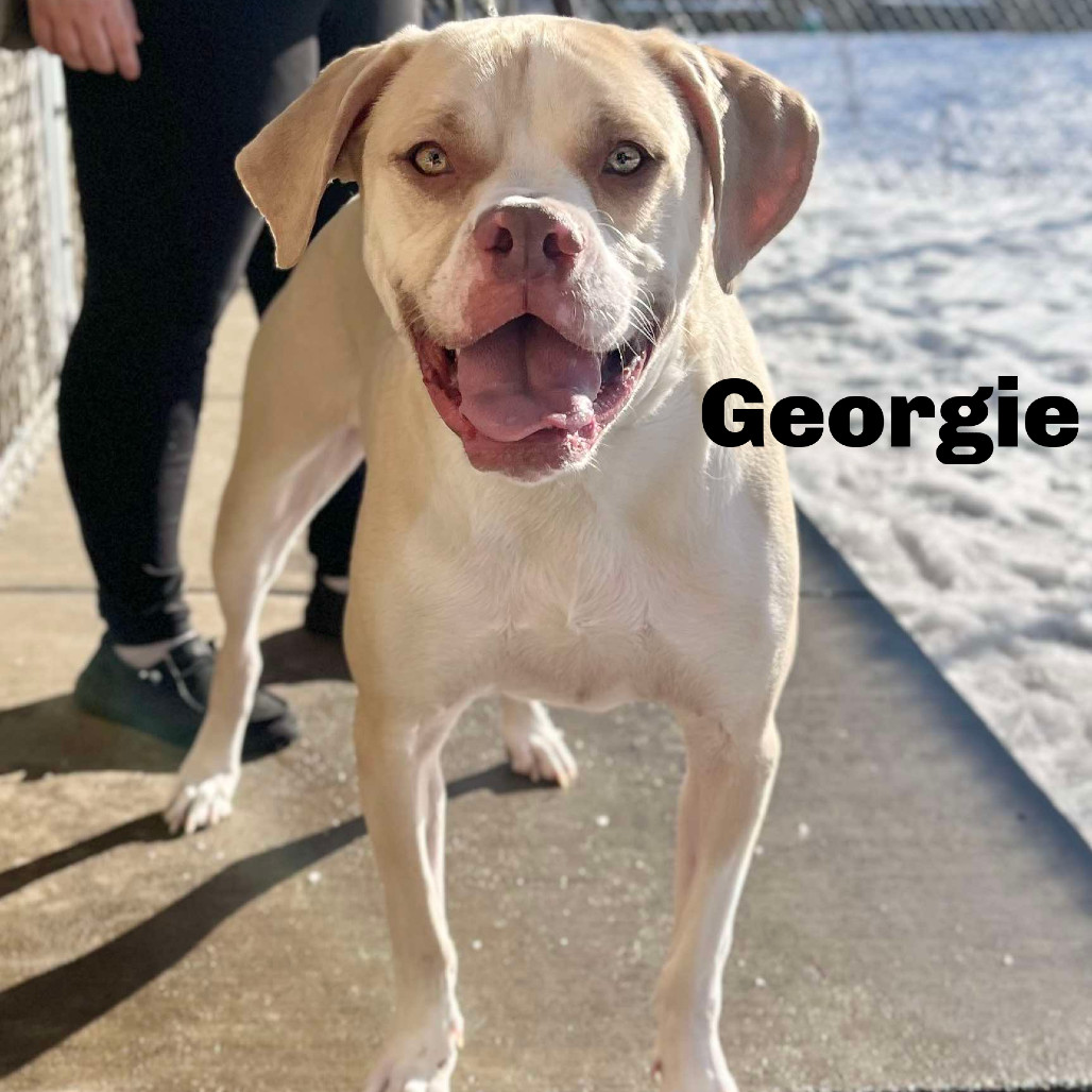 Georgie 250037, an adoptable Mixed Breed in Escanaba, MI, 49829 | Photo Image 1