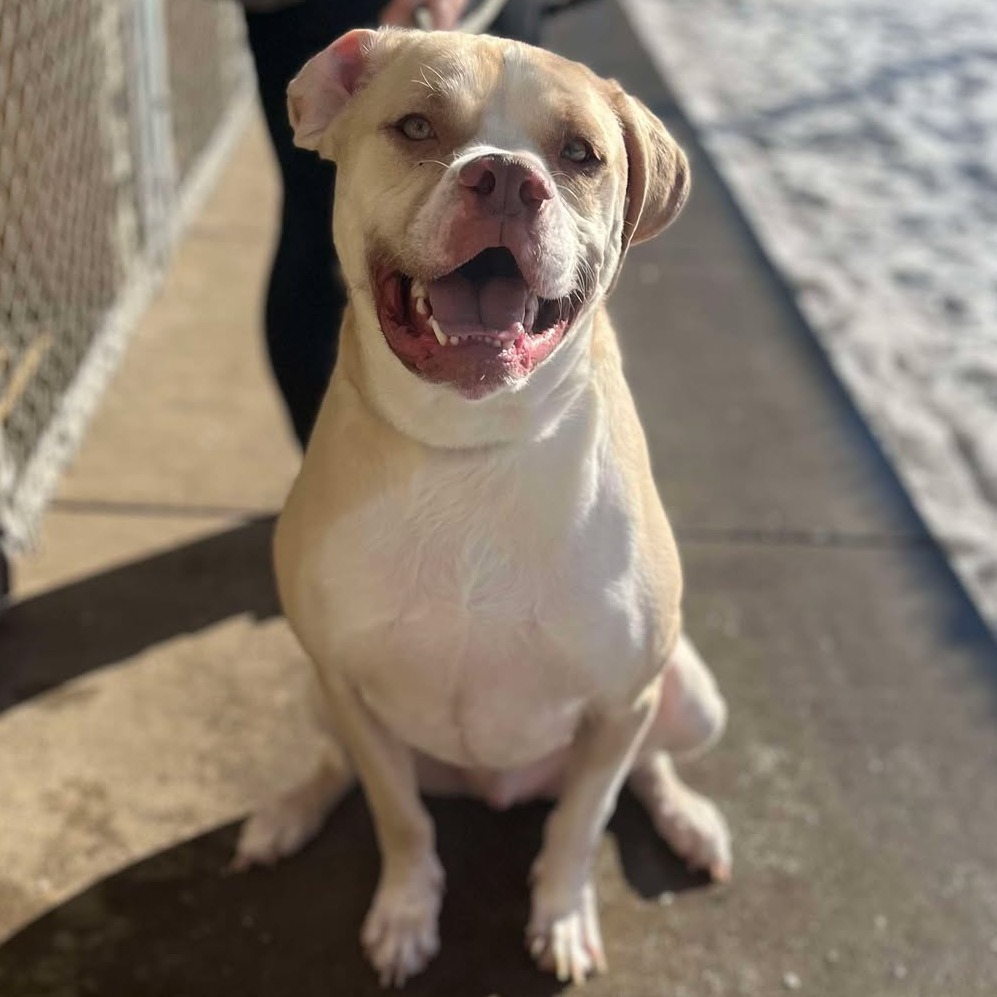 Georgie 250037, an adoptable Mixed Breed in Escanaba, MI, 49829 | Photo Image 2
