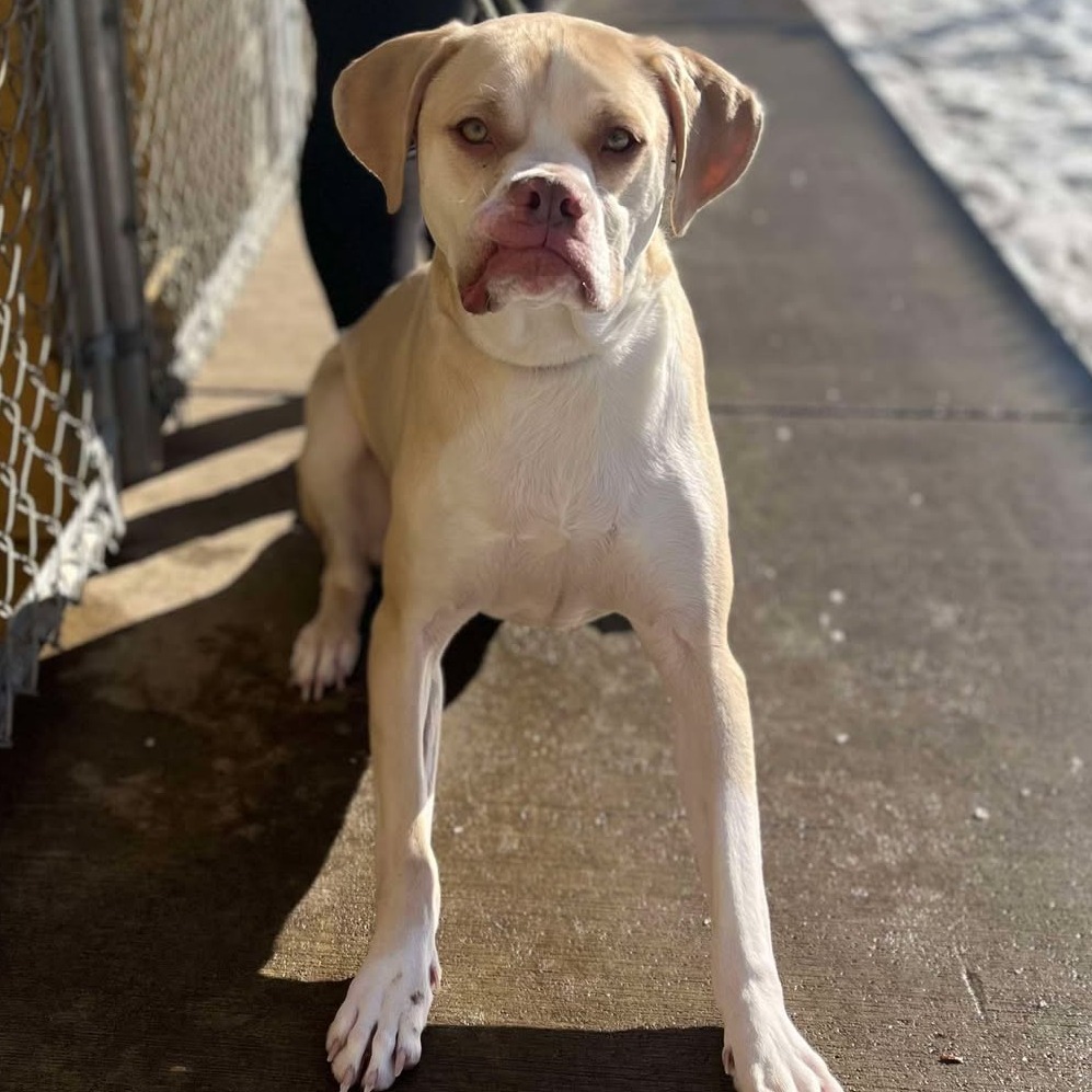 Georgie 250037, an adoptable Mixed Breed in Escanaba, MI, 49829 | Photo Image 3