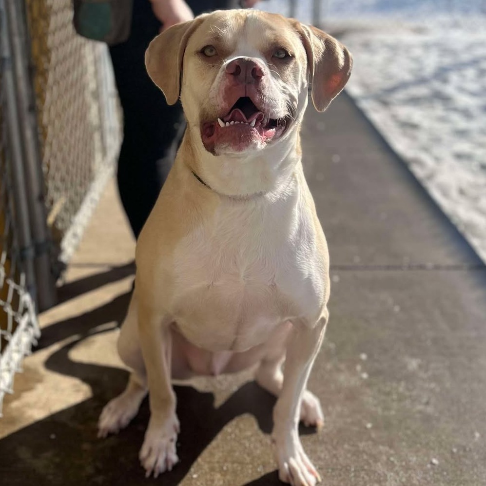 Georgie 250037, an adoptable Mixed Breed in Escanaba, MI, 49829 | Photo Image 4