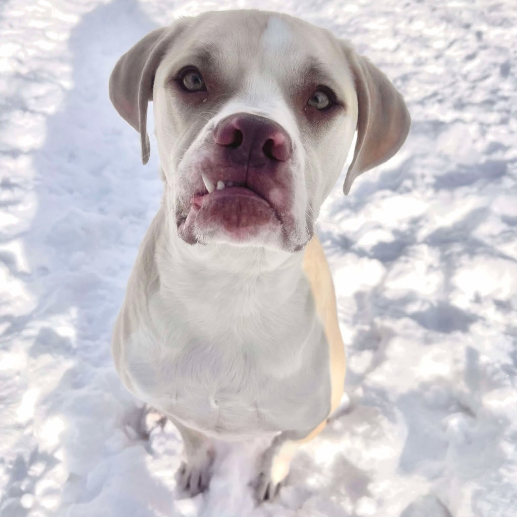 Georgie 250037, an adoptable Mixed Breed in Escanaba, MI, 49829 | Photo Image 5