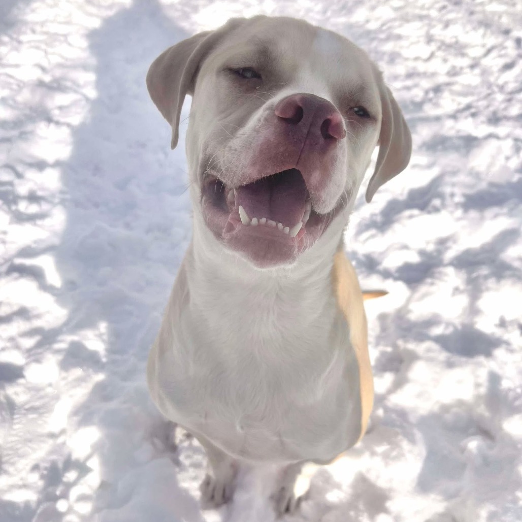 Georgie 250037, an adoptable Mixed Breed in Escanaba, MI, 49829 | Photo Image 6