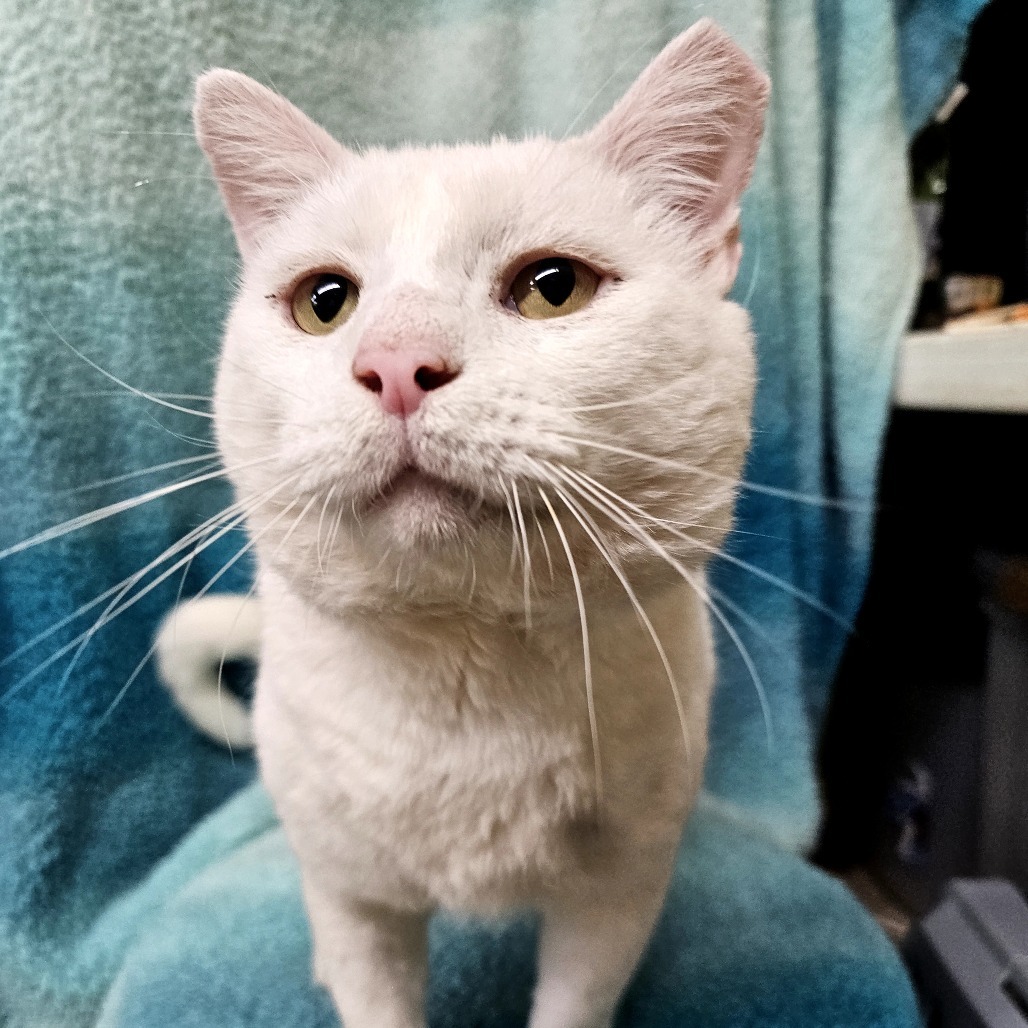 Drako, an adoptable Domestic Short Hair in Laredo, TX, 78045 | Photo Image 1