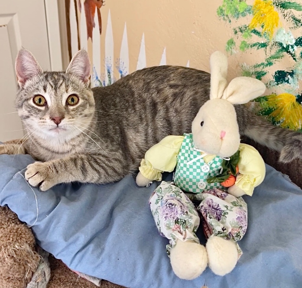 Gracie, an adoptable Domestic Short Hair in Cambria, CA, 93428 | Photo Image 1