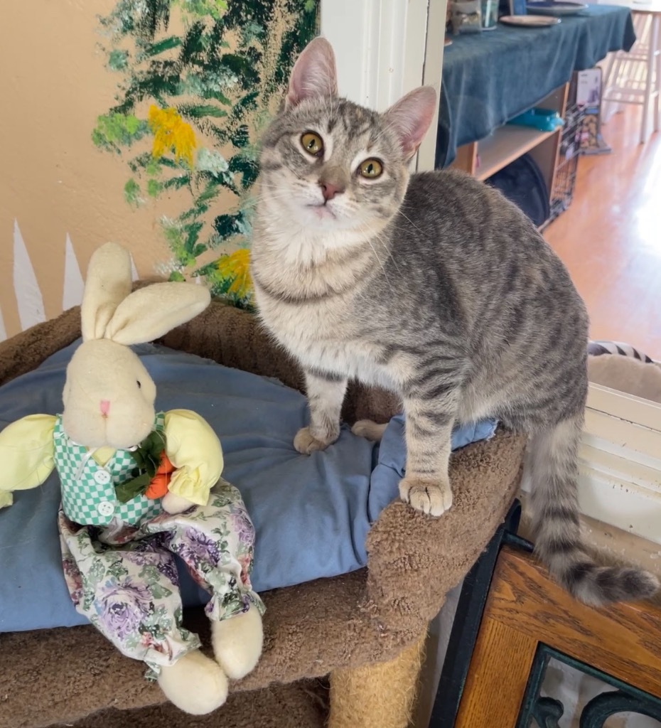 Gracie, an adoptable Domestic Short Hair in Cambria, CA, 93428 | Photo Image 2