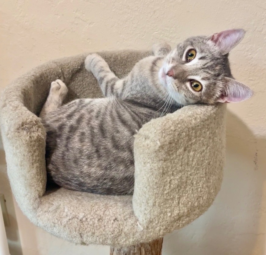 Gracie, an adoptable Domestic Short Hair in Cambria, CA, 93428 | Photo Image 3