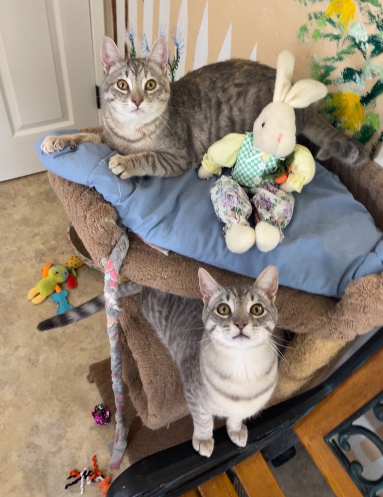 Gracie, an adoptable Domestic Short Hair in Cambria, CA, 93428 | Photo Image 4