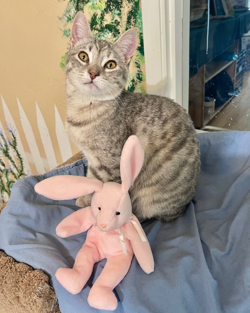 Gracie, an adoptable Domestic Short Hair in Cambria, CA, 93428 | Photo Image 5