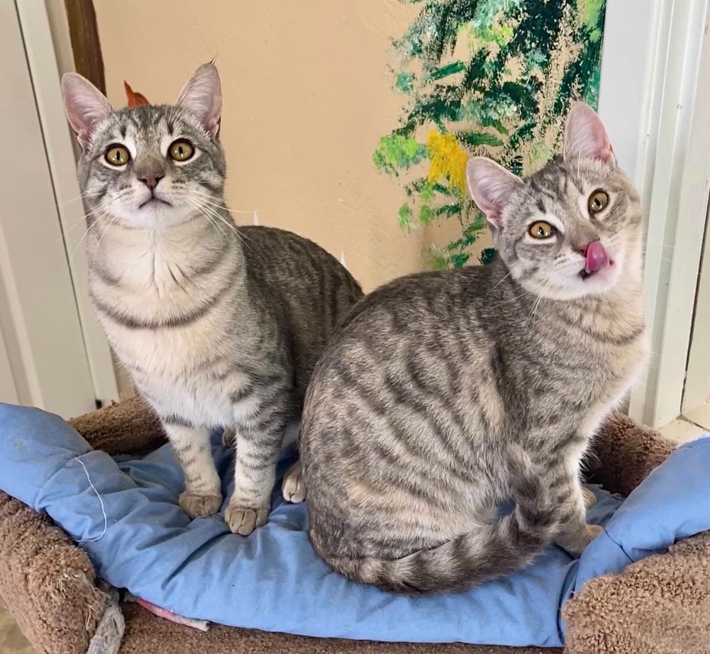 Gracie, an adoptable Domestic Short Hair in Cambria, CA, 93428 | Photo Image 6