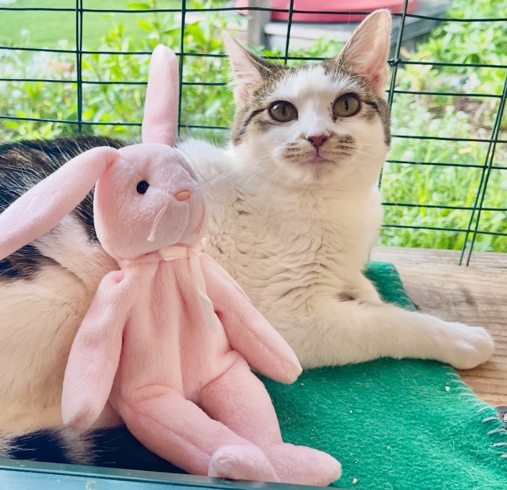 Tabitha, an adoptable Domestic Medium Hair in Cambria, CA, 93428 | Photo Image 1