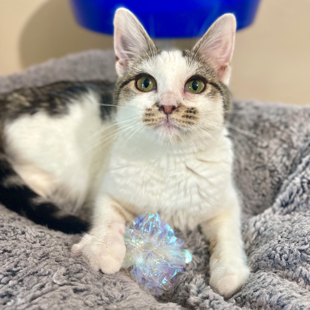 Tabitha, an adoptable Domestic Medium Hair in Cambria, CA, 93428 | Photo Image 1