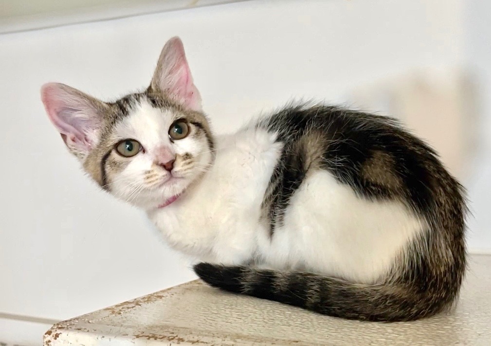 Tabitha, an adoptable Domestic Medium Hair in Cambria, CA, 93428 | Photo Image 2