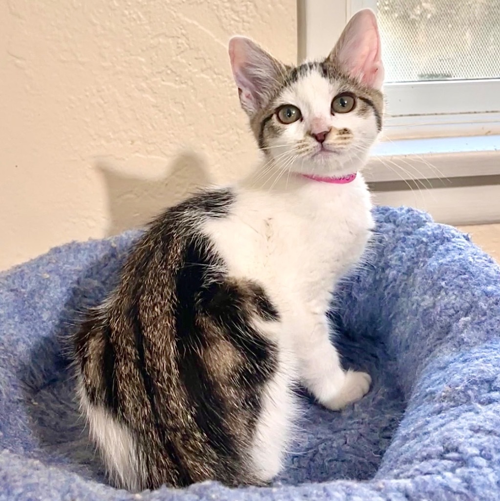 Tabitha, an adoptable Domestic Medium Hair in Cambria, CA, 93428 | Photo Image 3