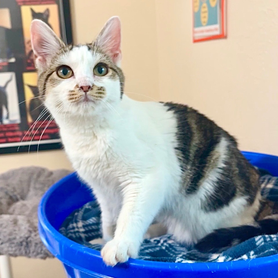 Tabitha, an adoptable Domestic Medium Hair in Cambria, CA, 93428 | Photo Image 3