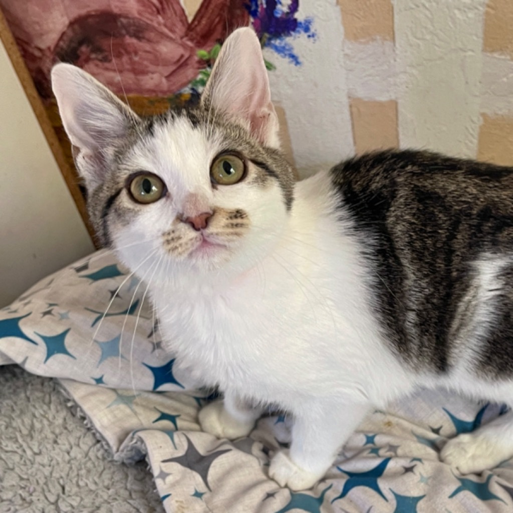 Tabitha, an adoptable Domestic Medium Hair in Cambria, CA, 93428 | Photo Image 4