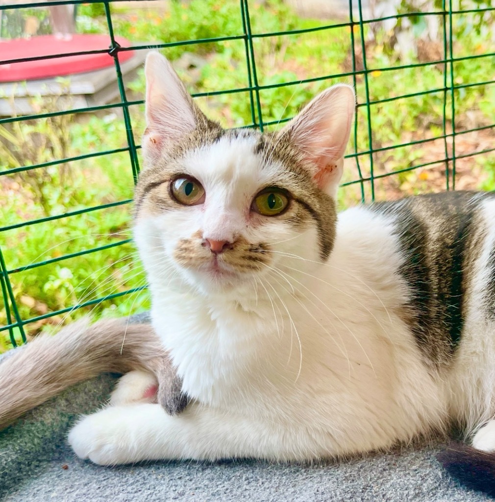 Tabitha, an adoptable Domestic Medium Hair in Cambria, CA, 93428 | Photo Image 4