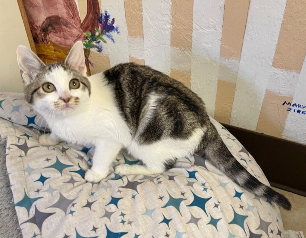 Tabitha, an adoptable Domestic Medium Hair in Cambria, CA, 93428 | Photo Image 5