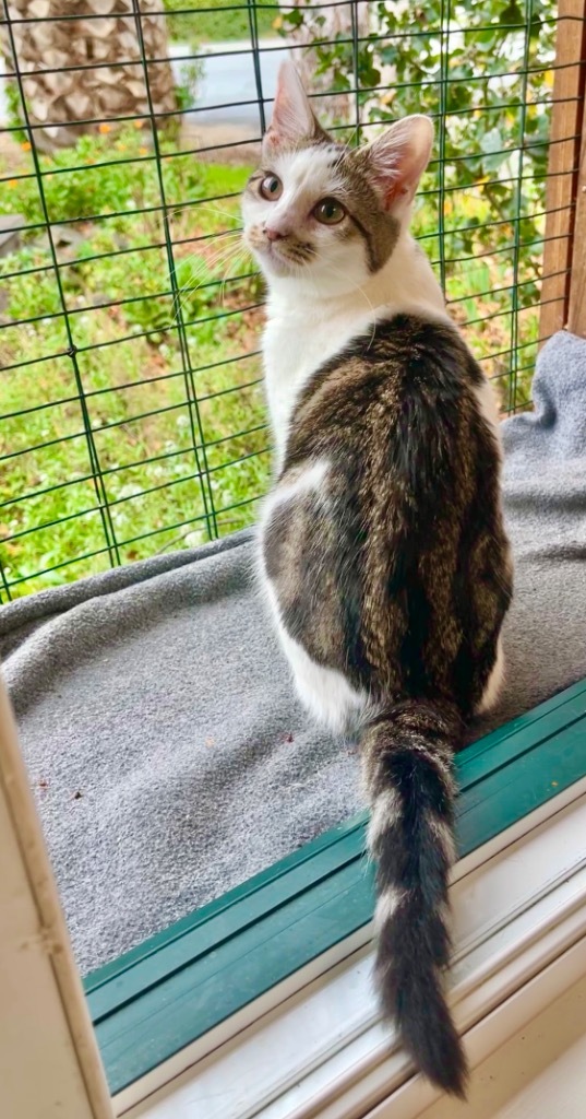 Tabitha, an adoptable Domestic Medium Hair in Cambria, CA, 93428 | Photo Image 5
