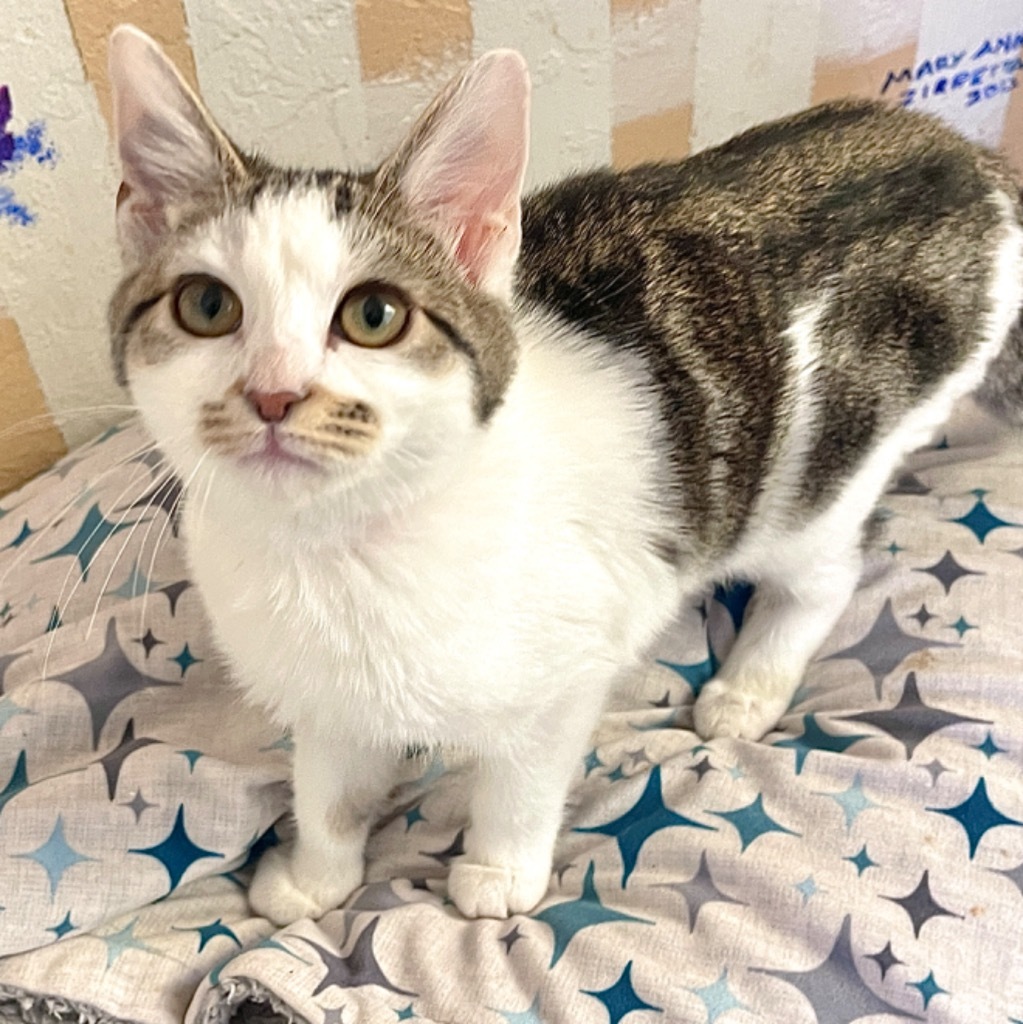 Tabitha, an adoptable Domestic Medium Hair in Cambria, CA, 93428 | Photo Image 6