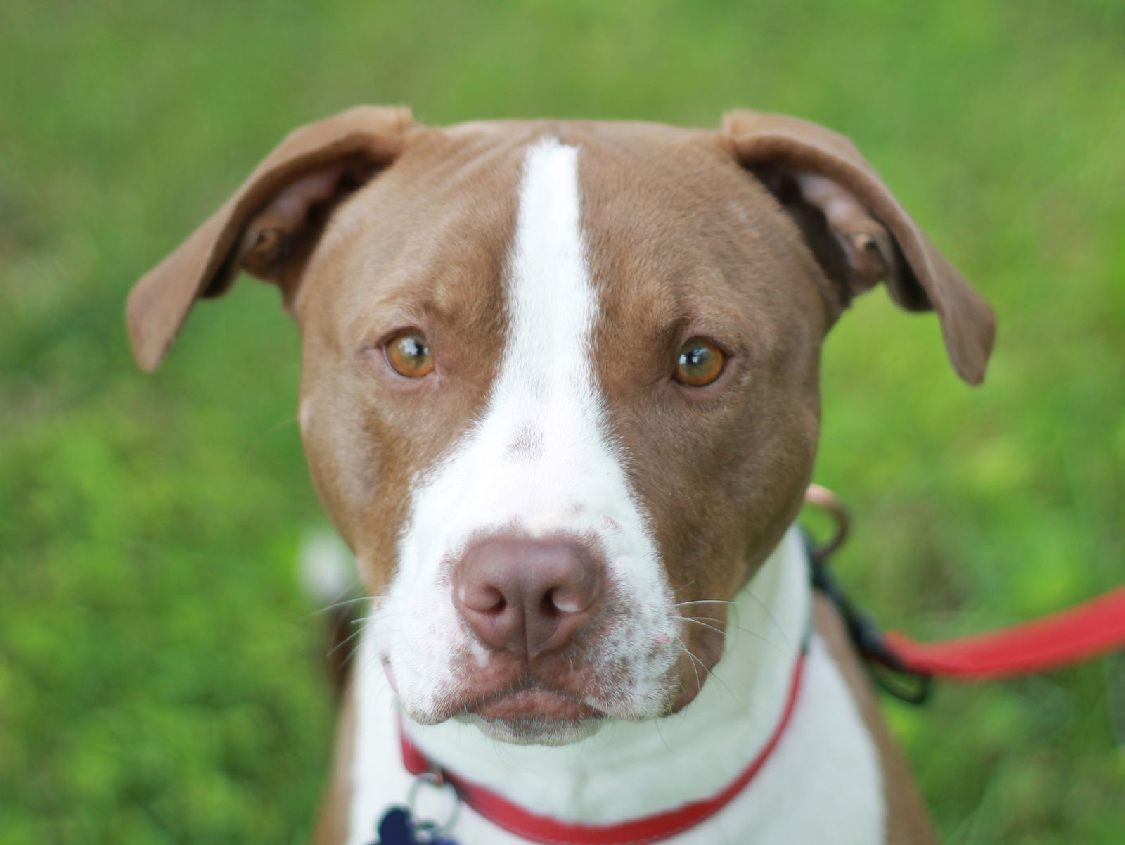 Lottie - MEET @ PETCO 7/5!