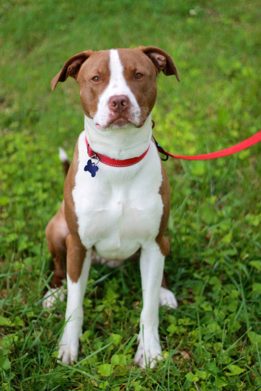 Lottie - MEET @ PETCO 7/5!
