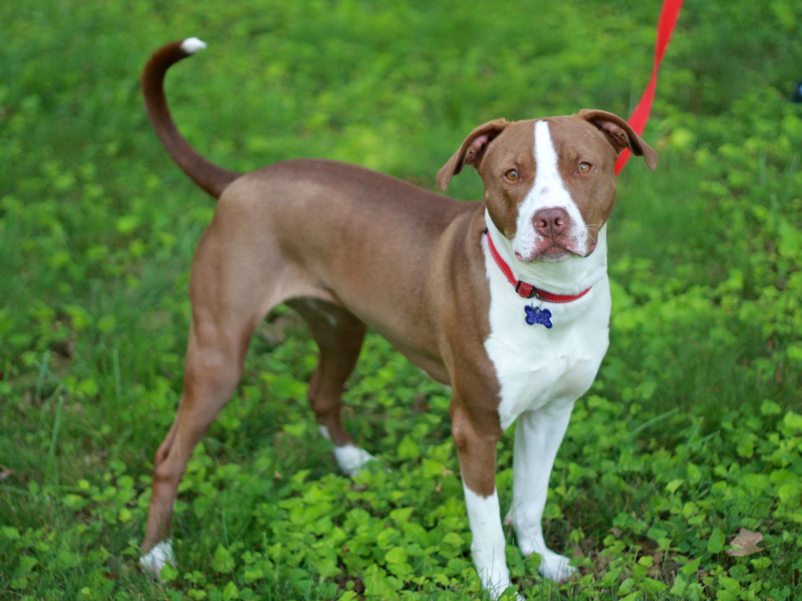 Lottie - MEET @ PETCO 7/5!