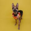 HSDC Frida photo 1