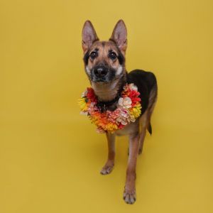 HSDC Frida, Senior Female German Shepherd Dog