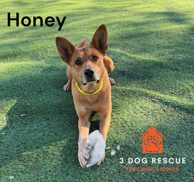 Honey, an adoptable Catahoula Leopard Dog, Australian Cattle Dog / Blue Heeler in Cody, WY, 82414 | Photo Image 1