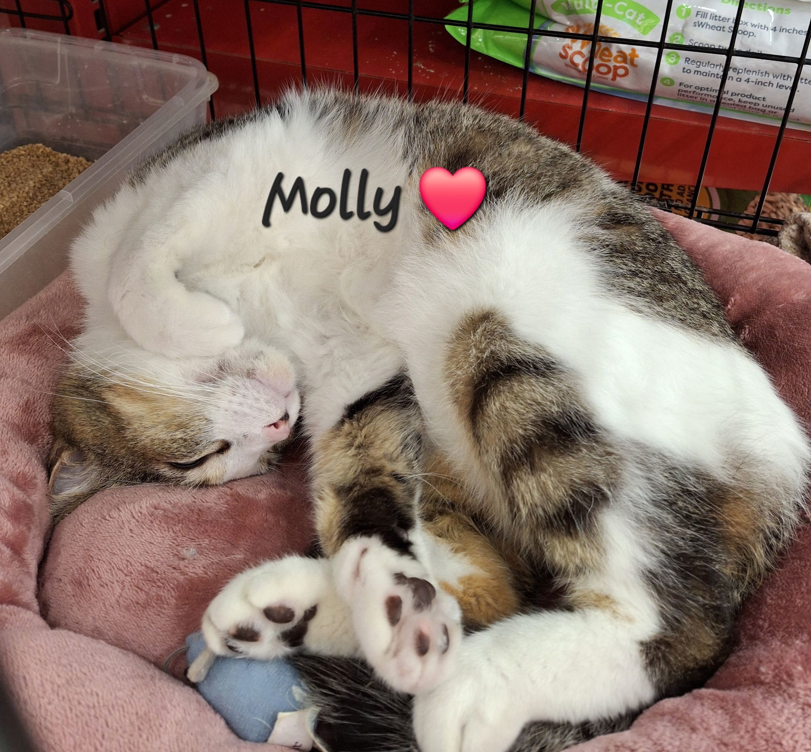Molly #snugglicious