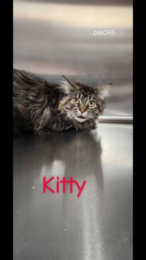 Kitty