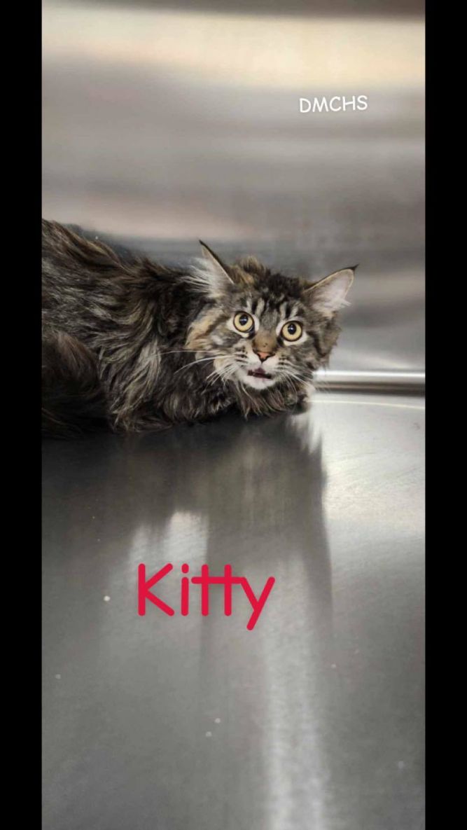 Kitty