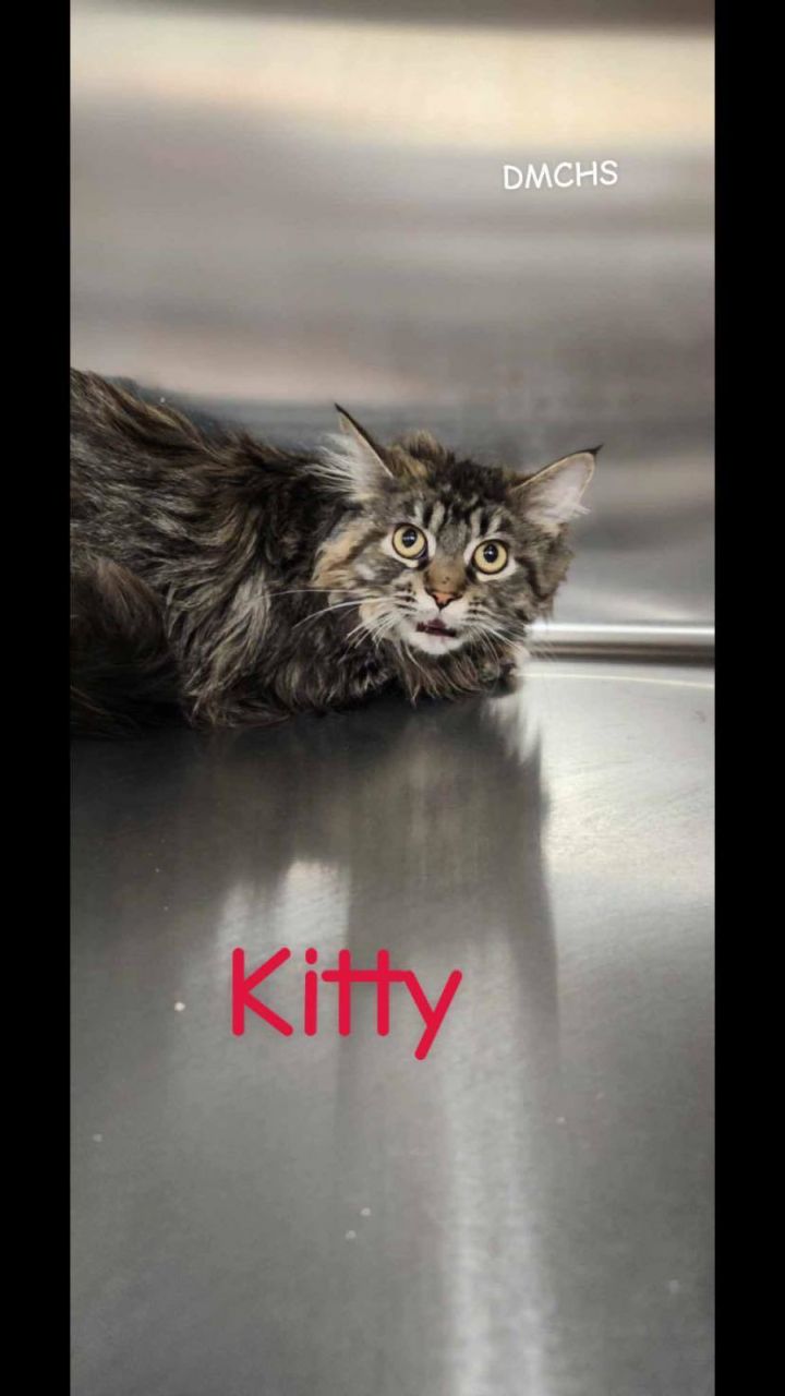 Kitty 1
