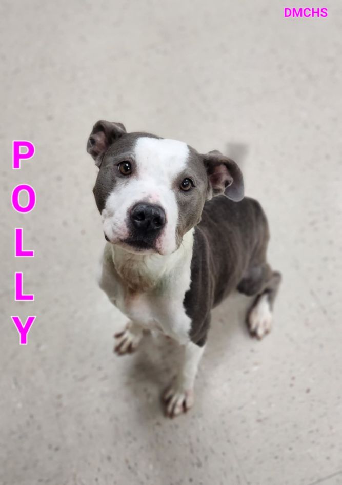 Polly