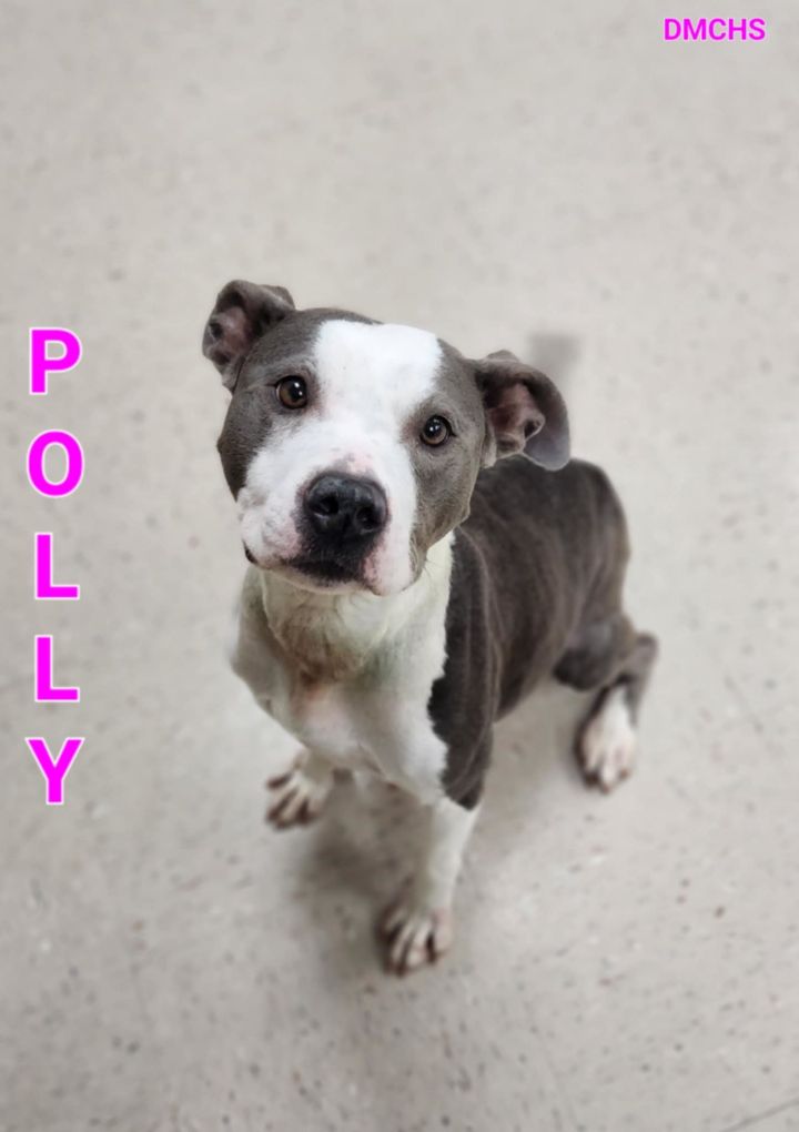 Polly 1