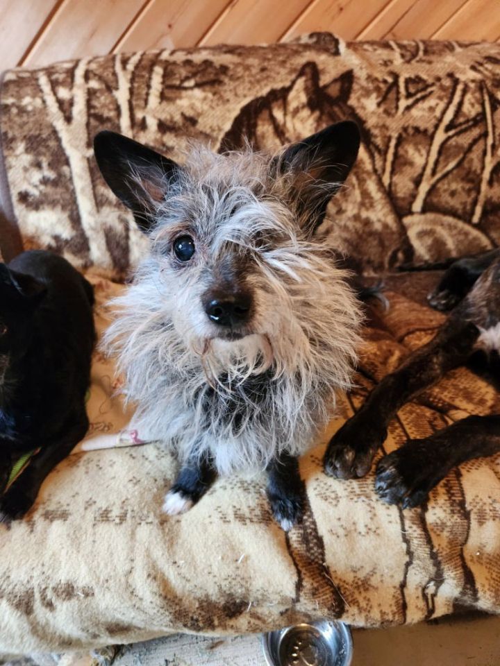 Toto 1