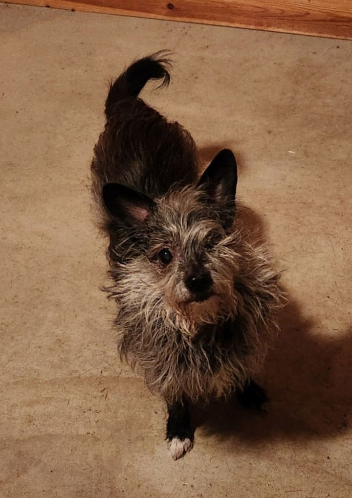 Toto 2