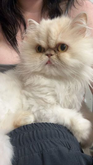 Tootsie