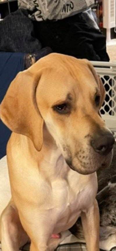 DUKE 2