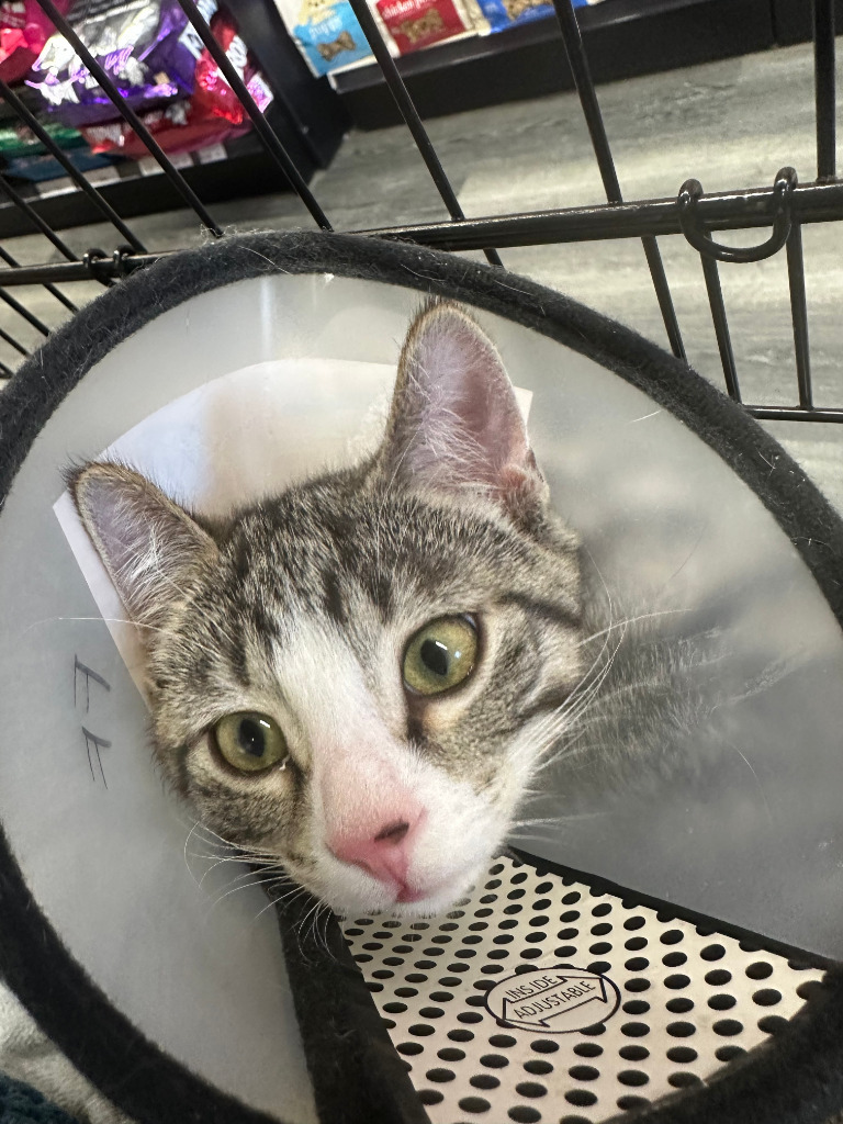 Odin, an adoptable Domestic Short Hair in Calgary, AB, T3S 0C5 | Photo Image 2