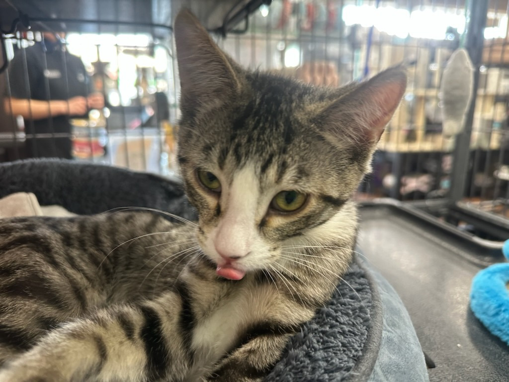 Odin, an adoptable Domestic Short Hair in Calgary, AB, T3S 0C5 | Photo Image 3