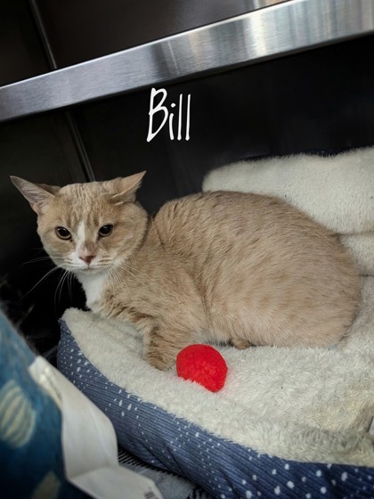 Bill (Barn Cat), an adoptable Domestic Short Hair in Rhinelander, WI, 54501 | Photo Image 1