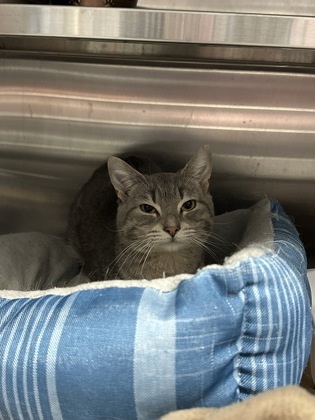 Todd (Barn Cat) 1