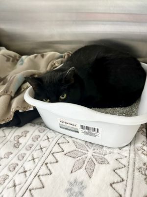 Raven *Barn Cat*