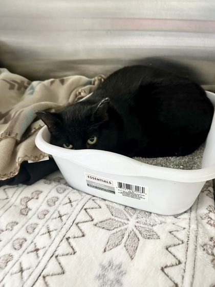 Raven, an adoptable Domestic Short Hair in Rhinelander, WI, 54501 | Photo Image 1
