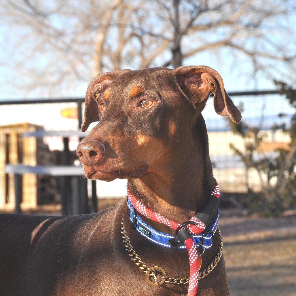 Gus